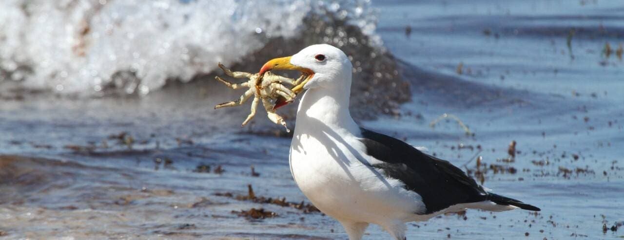 Kaikoura