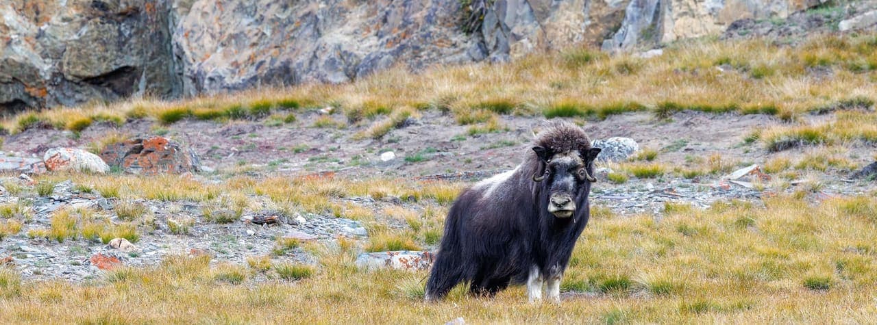 Northeast Greenland National Park (Day 3)