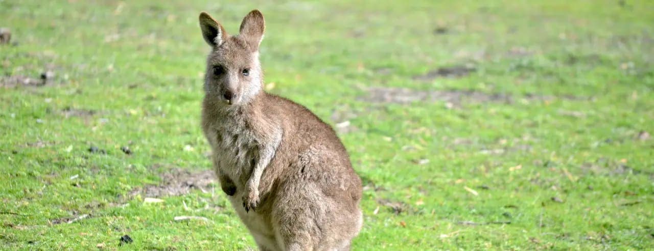 Penneshaw, Kangaroo Island