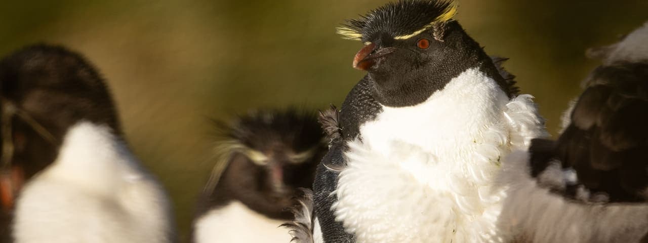 The Seabourn Falkland Island Experience (Day 3)