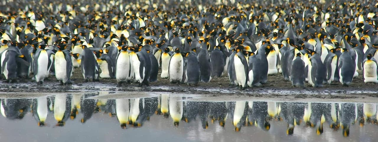 The Seabourn South Georgia Experience (Day 3)