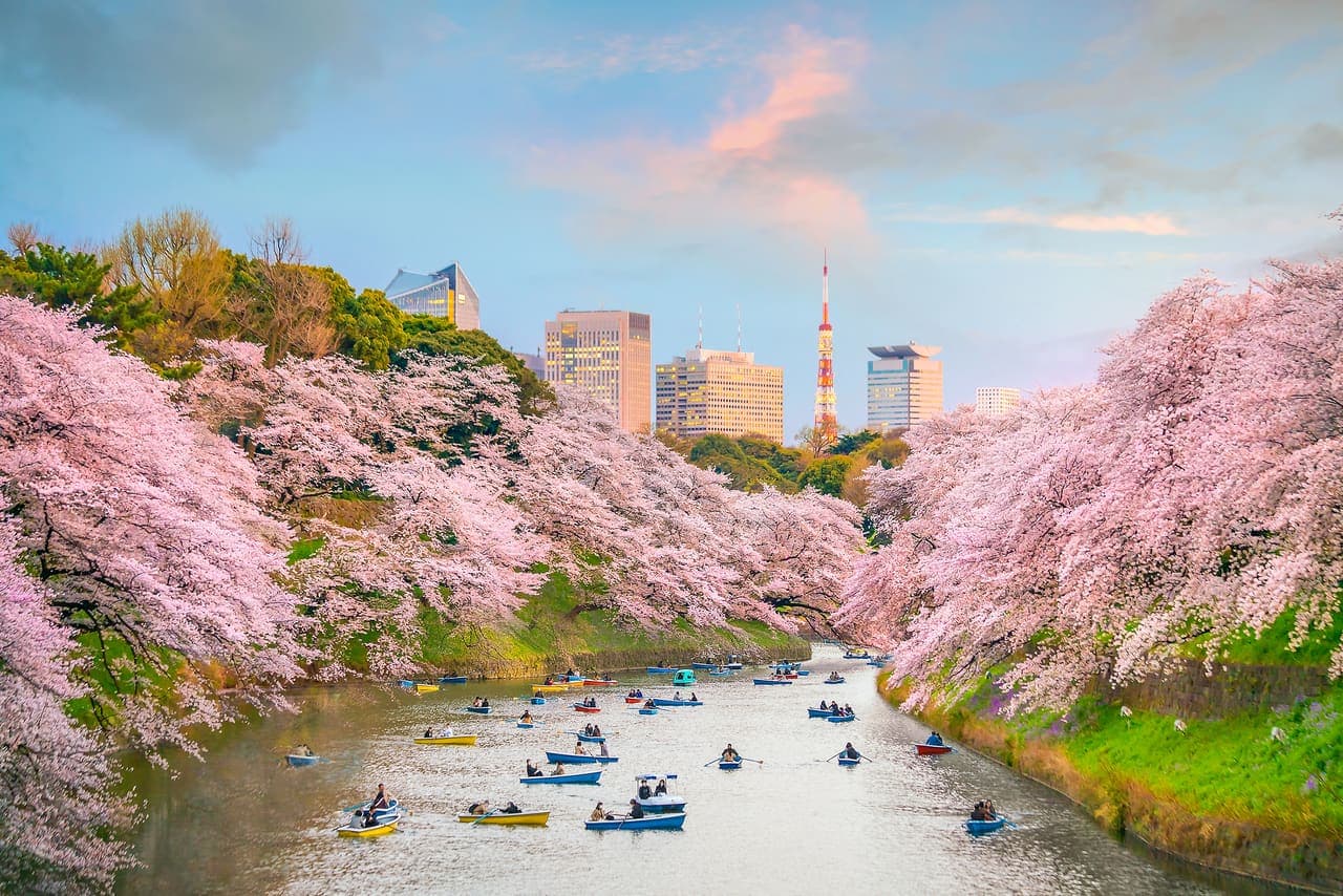 Tokyo Tower above cherry blossoms along a canal